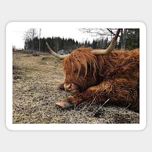 Scottish Highland Cattle Cow 2362 Sticker